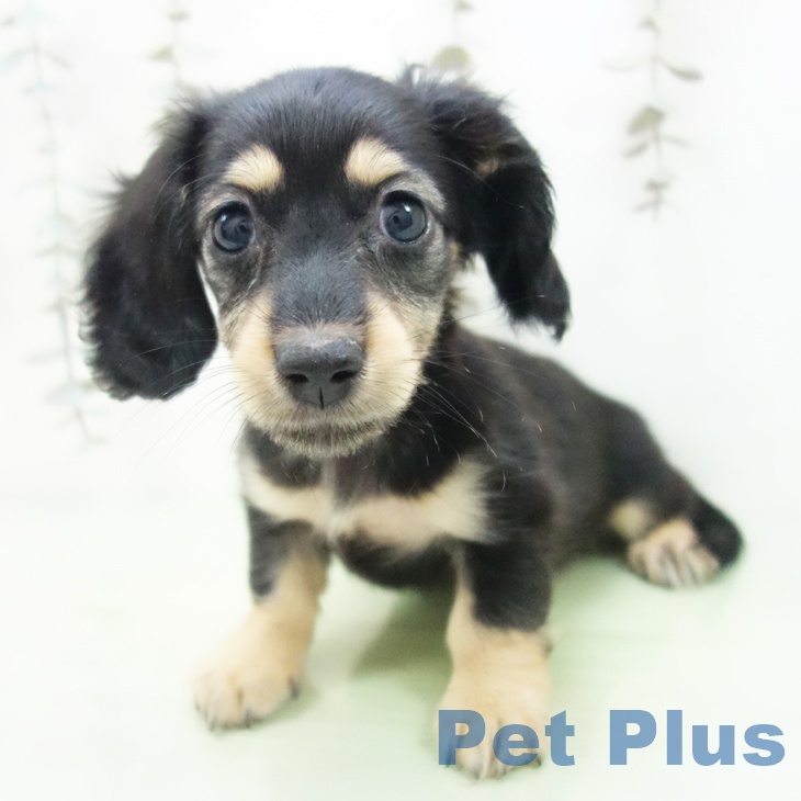 愛知県のカニンヘンダックスフンド(ロング) (ペットプラス 岡崎店/2025年9月24日生まれ/女の子/ブラックタン)の子犬