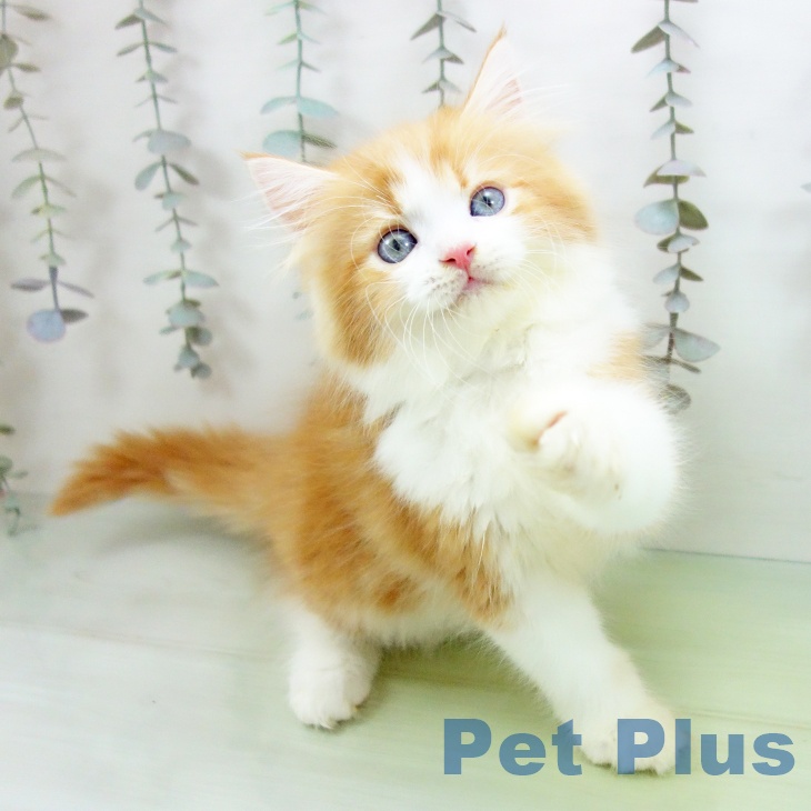 ラガマフィンの写真2