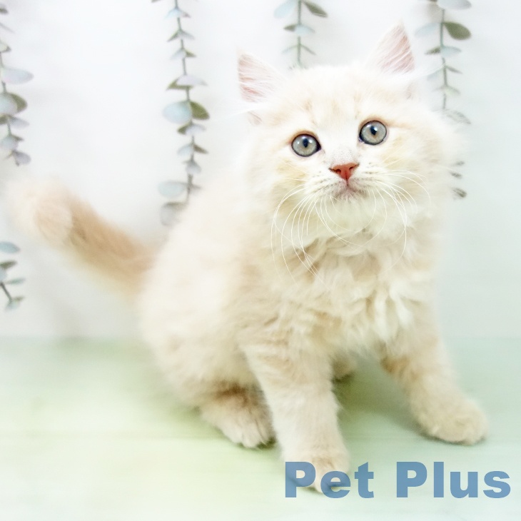 沖縄県のラガマフィン (ペットプラス 沖縄ライカム店/2025年9月21日生まれ/男の子/クリームタビー)の子猫の1枚目の画像