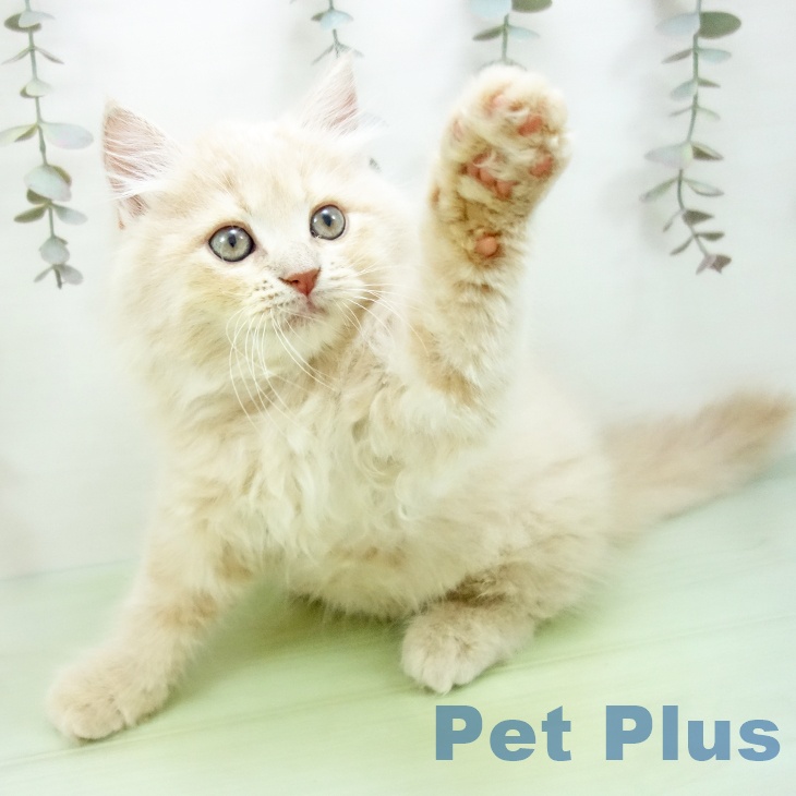 沖縄県のラガマフィン (ペットプラス 沖縄ライカム店/2025年9月21日生まれ/男の子/クリームタビー)の子猫の2枚目の画像