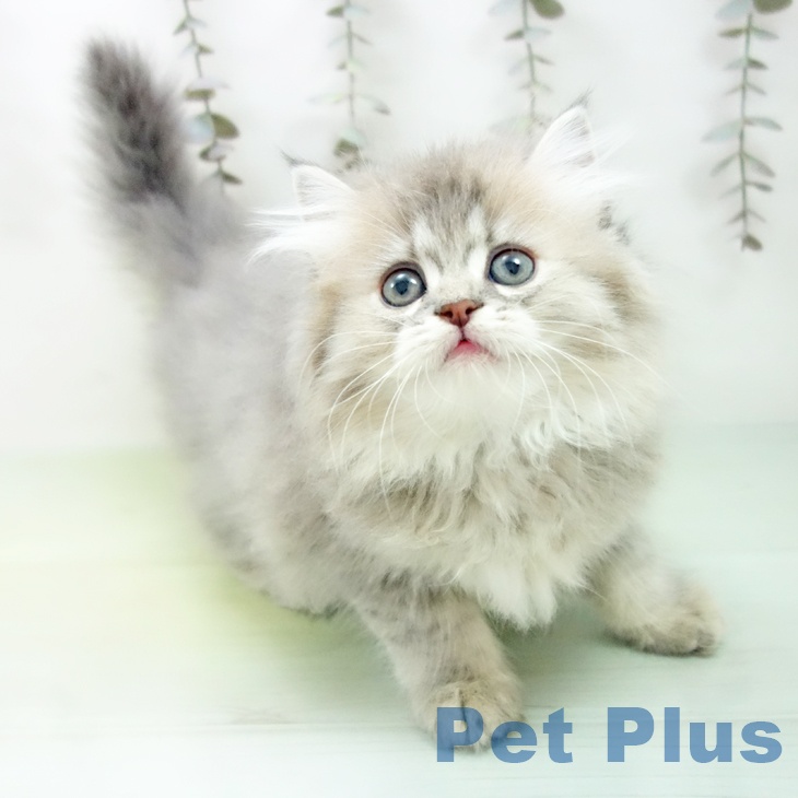 岐阜県のラガマフィン (ペットプラス 各務原店/2025年9月21日生まれ/女の子/ブルーパッチドタビー)の子猫