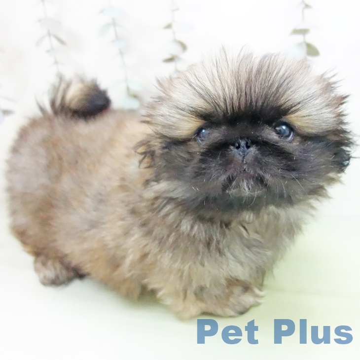 石川県のペキニーズ (ペットプラス 白山店/2025年9月24日生まれ/男の子/フォーン)の子犬の2枚目の画像