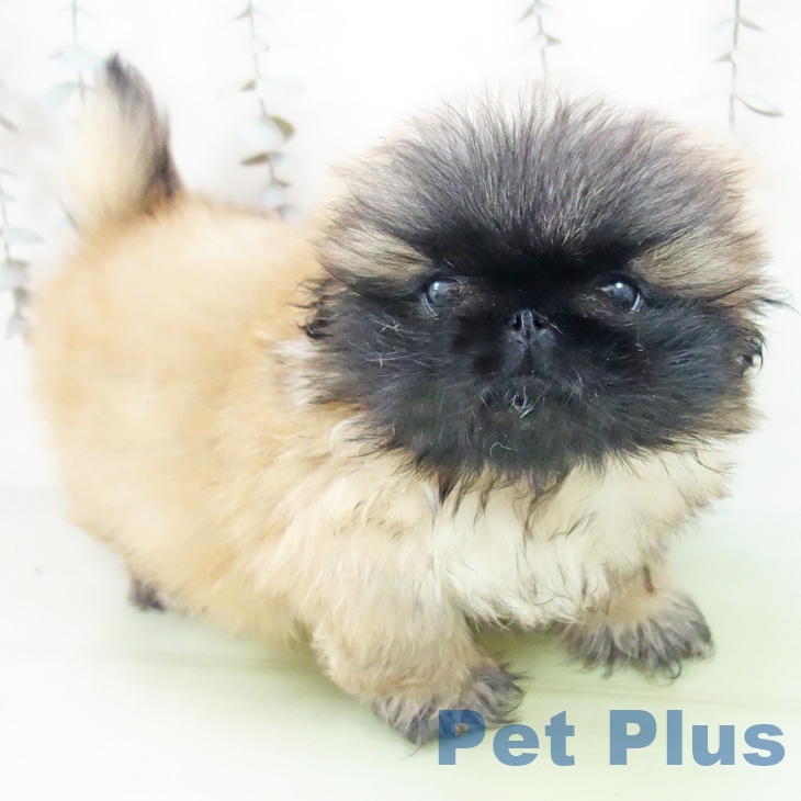 愛知県のペキニーズ (ペットプラス ナゴヤドーム前店/2025年9月24日生まれ/男の子/フォーン)の子犬