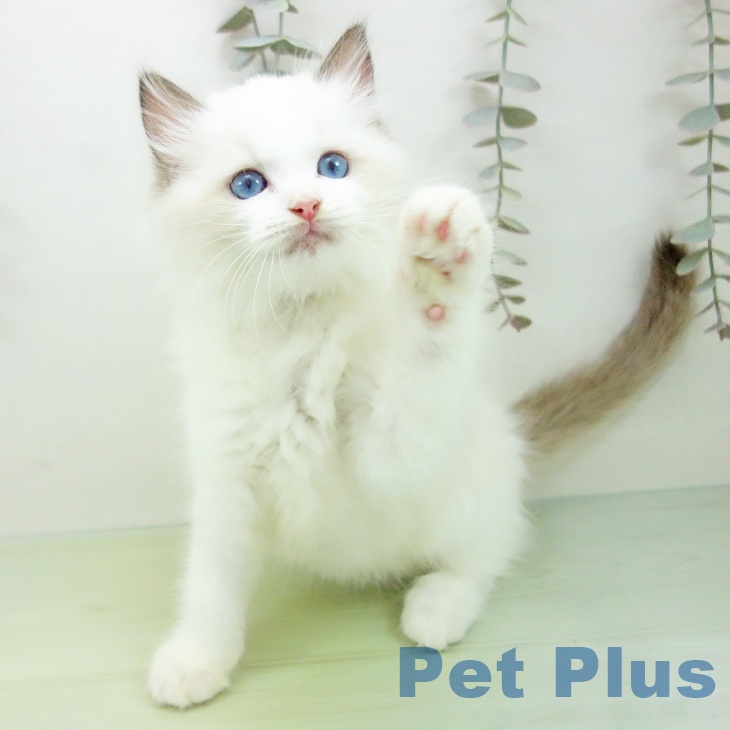 福岡県のラグドール (ペットプラス 八幡東店/2025年9月22日生まれ/女の子/シールポイントバイカラー)の子猫の1枚目の画像