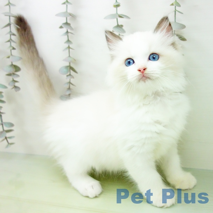 福岡県のラグドール (ペットプラス 八幡東店/2025年9月22日生まれ/女の子/シールポイントバイカラー)の子猫の2枚目の画像