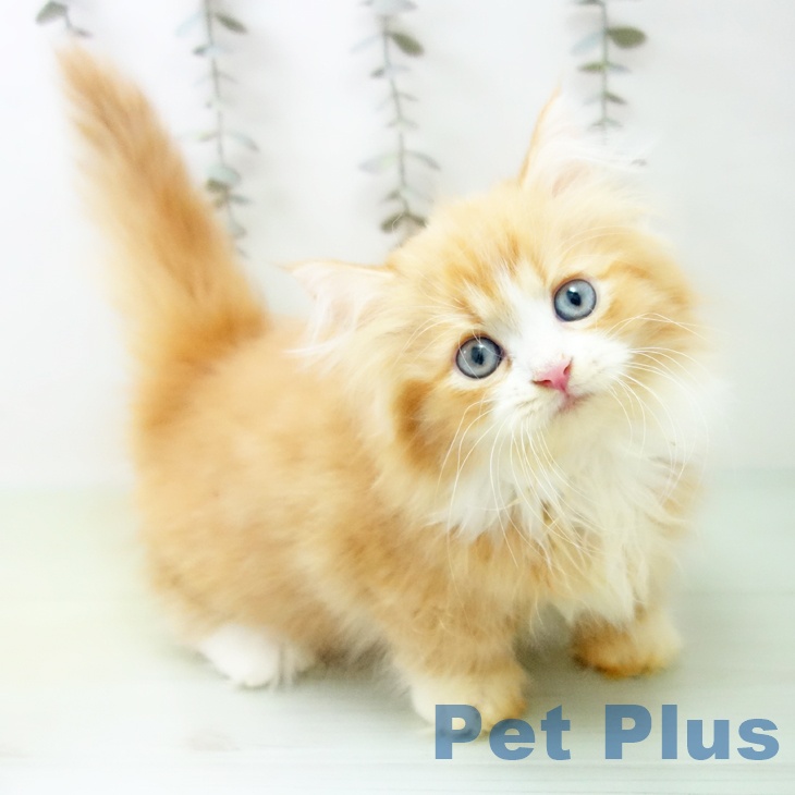 愛知県のミヌエット (ペットプラス ナゴヤドーム前店/2025年9月25日生まれ/女の子/レッドタビーホワイト)の子猫