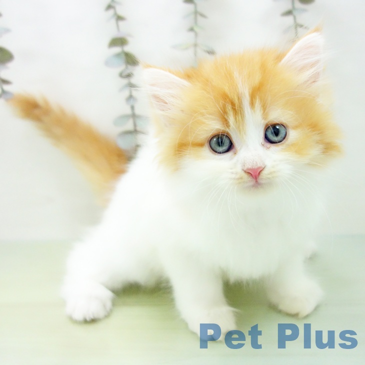 愛知県のラガマフィン (ペットプラス 名古屋茶屋店/2025年9月18日生まれ/女の子/レッドタビーホワイト)の子猫