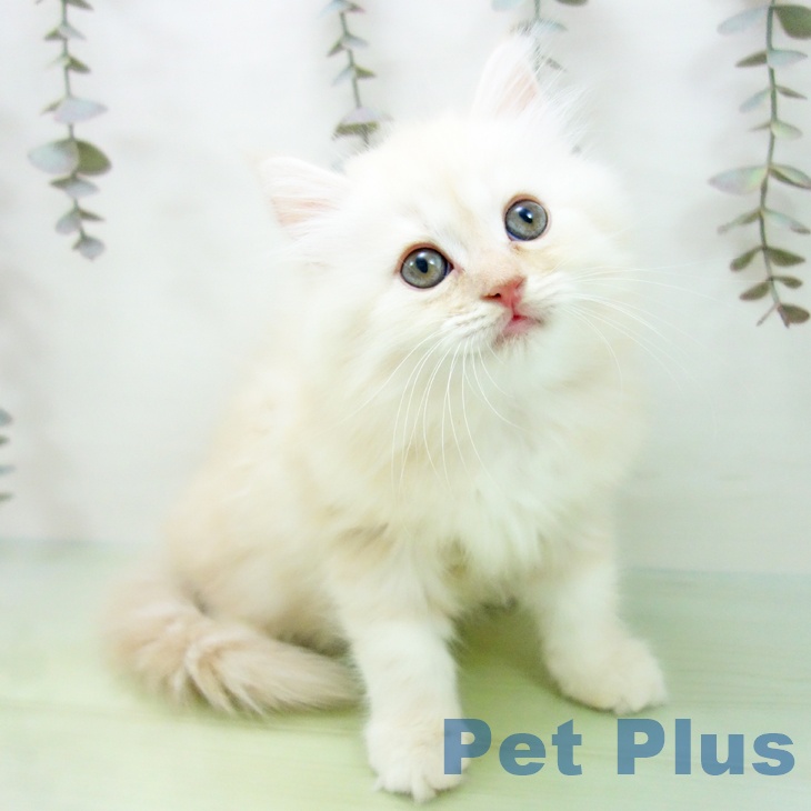 岐阜県のサイベリアン (ペットプラス 各務原店/2025年9月16日生まれ/女の子/クリームタビーホワイト)の子猫