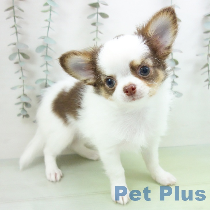 岐阜県のチワワ(ロング) (ペットプラス 各務原店/2025年9月22日生まれ/男の子/ホワイトチョコレートタン)の子犬の1枚目の画像