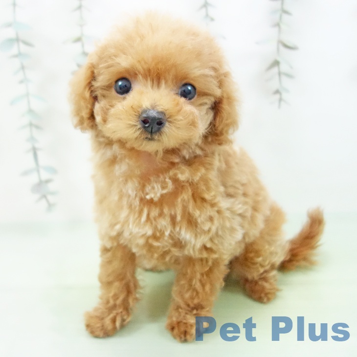 愛知県のトイプードル(トイ) (ペットプラス 岡崎店/2025年9月25日生まれ/女の子/アプリコット)の子犬