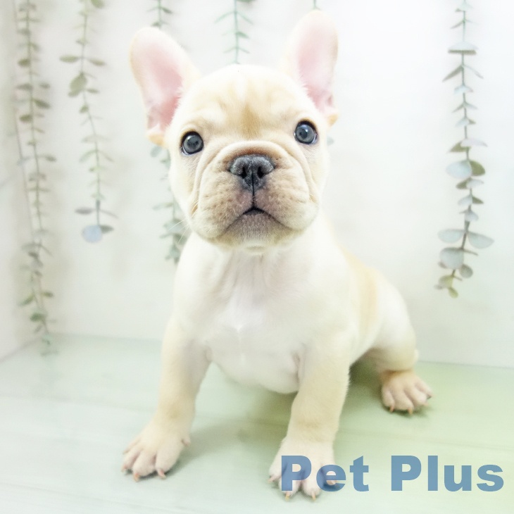 フレンチ・ブルドッグ