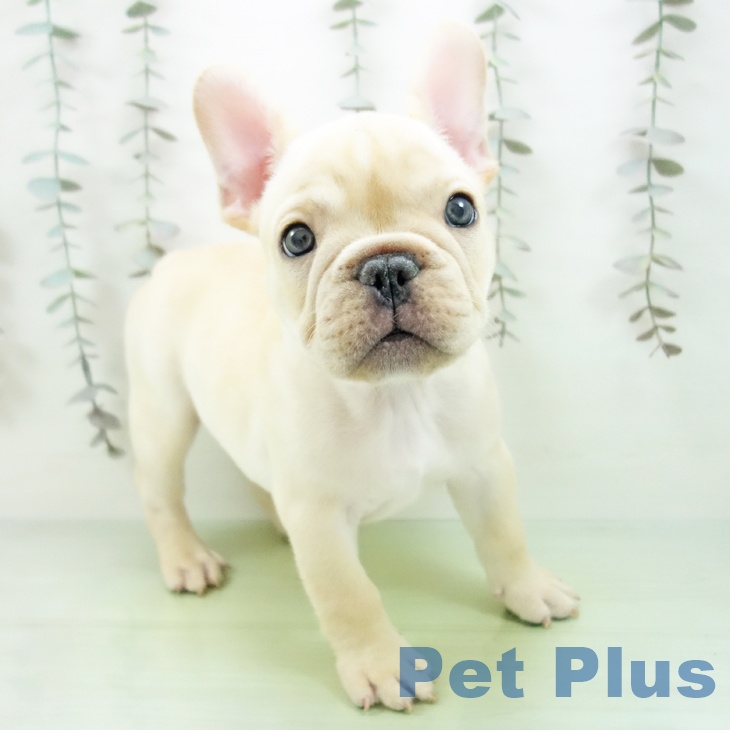 フレンチ・ブルドッグの写真2