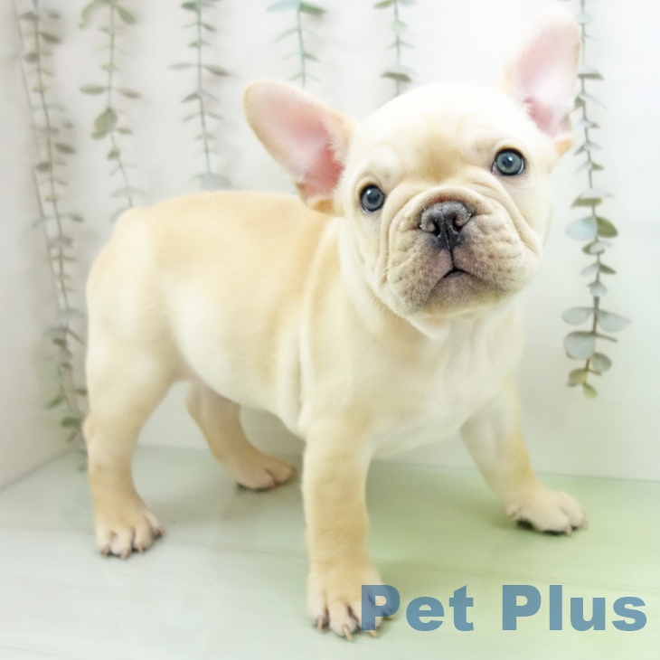 長野県のフレンチブルドッグ (ペットプラス 須坂店/2025年9月23日生まれ/男の子/クリーム)の子犬の1枚目の画像