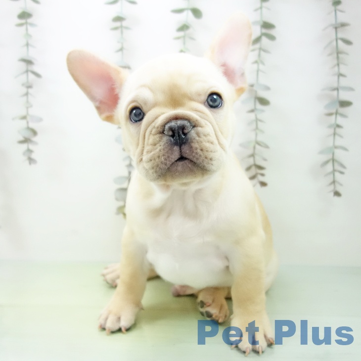 長野県のフレンチブルドッグ (ペットプラス 須坂店/2025年9月23日生まれ/男の子/クリーム)の子犬の2枚目の画像