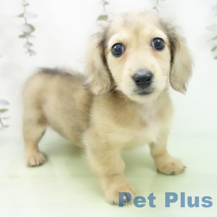 愛知県のミニチュアダックスフンド(ロング) (ペットプラス mozoワンダーシティ店/2025年9月19日生まれ/男の子/シェーデットイエロー)の子犬