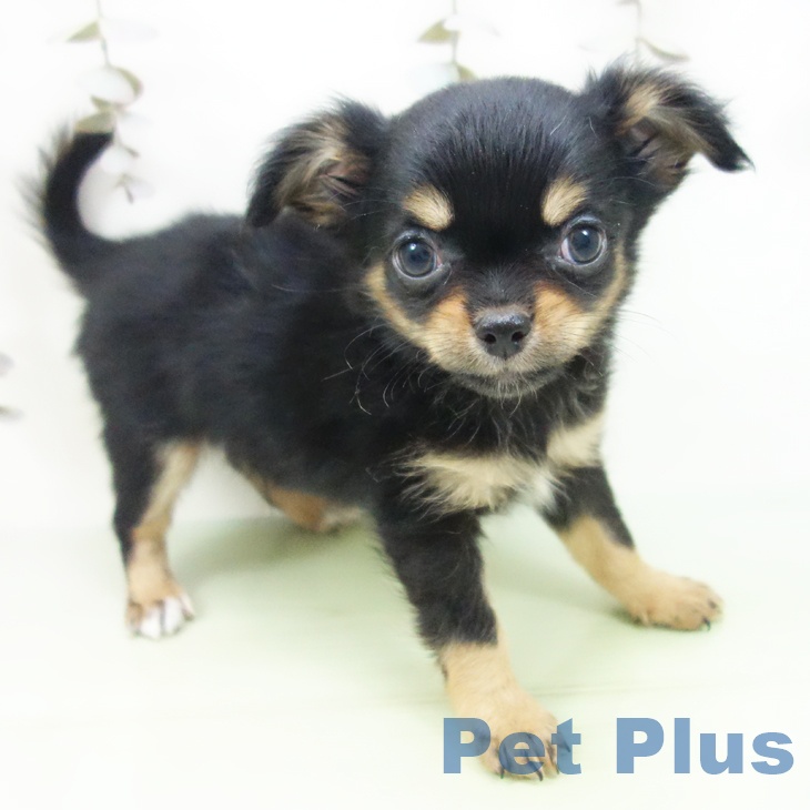 愛知県のチワワ(ロング) (ペットプラス 千音寺店/2025年9月26日生まれ/男の子/ブラックタン)の子犬の1枚目の画像