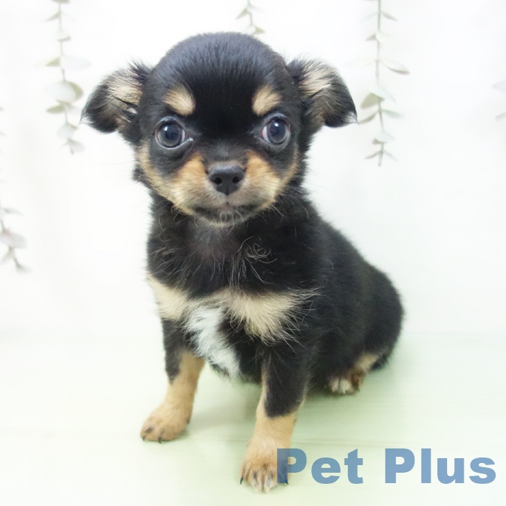 愛知県のチワワ(ロング) (ペットプラス 千音寺店/2025年9月26日生まれ/男の子/ブラックタン)の子犬の2枚目の画像