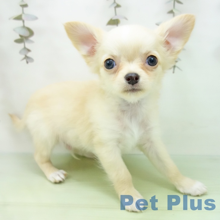 愛知県のチワワ(ロング) (ペットプラス mozoワンダーシティ店/2025年9月26日生まれ/男の子/クリームホワイト)の子犬