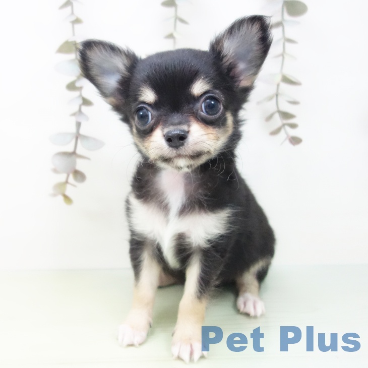 愛知県のチワワ(ロング) (ペットプラス ナゴヤドーム前店/2025年9月26日生まれ/女の子/ブラックタン)の子犬の2枚目の画像