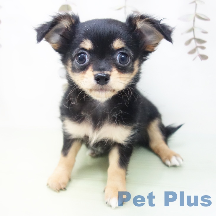 三重県のチワワ(ロング) (ペットプラス 鈴鹿店/2025年9月26日生まれ/女の子/ブラックタン)の子犬の1枚目の画像