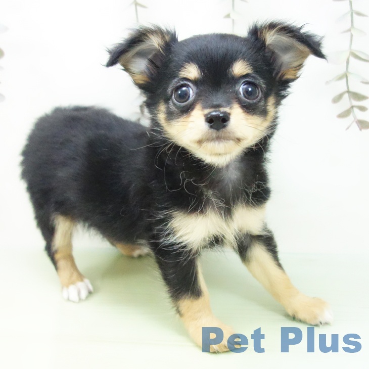 三重県のチワワ(ロング) (ペットプラス 鈴鹿店/2025年9月26日生まれ/女の子/ブラックタン)の子犬の2枚目の画像