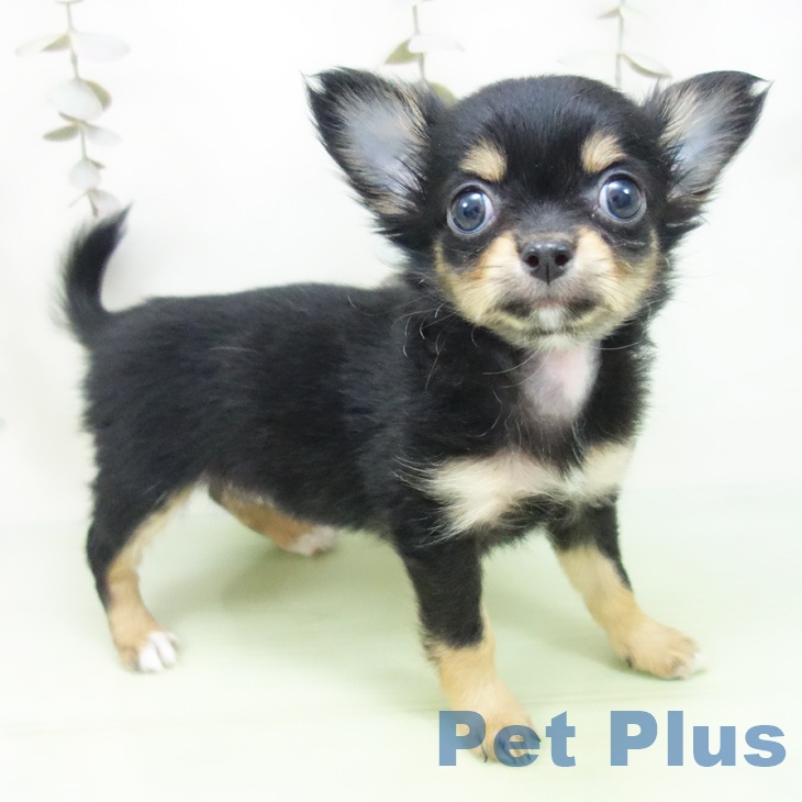 岐阜県のチワワ(ロング) (ペットプラス 各務原店/2025年9月26日生まれ/女の子/ブラックタン)の子犬の1枚目の画像