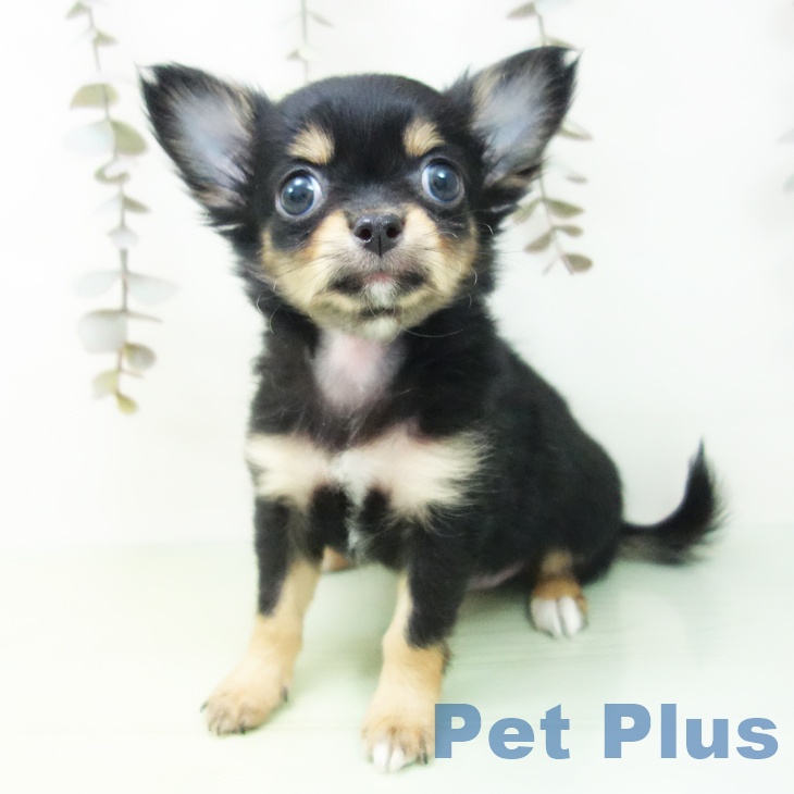 岐阜県のチワワ(ロング) (ペットプラス 各務原店/2025年9月26日生まれ/女の子/ブラックタン)の子犬の2枚目の画像