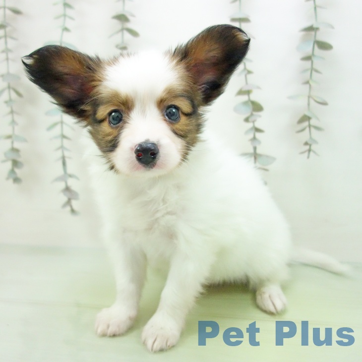 東京都のパピヨン (ペットプラス 多摩平の森店/2025年9月25日生まれ/男の子/ホワイトブラウン)の子犬の1枚目の画像