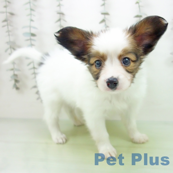 東京都のパピヨン (ペットプラス 多摩平の森店/2025年9月25日生まれ/男の子/ホワイトブラウン)の子犬の2枚目の画像