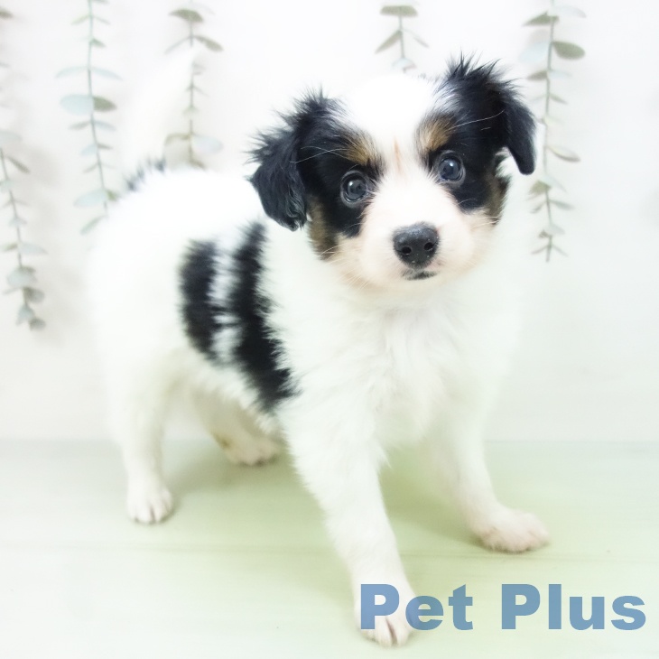 埼玉県のパピヨン (ペットプラス 羽生店/2025年9月25日生まれ/男の子/トライカラー)の子犬の1枚目の画像