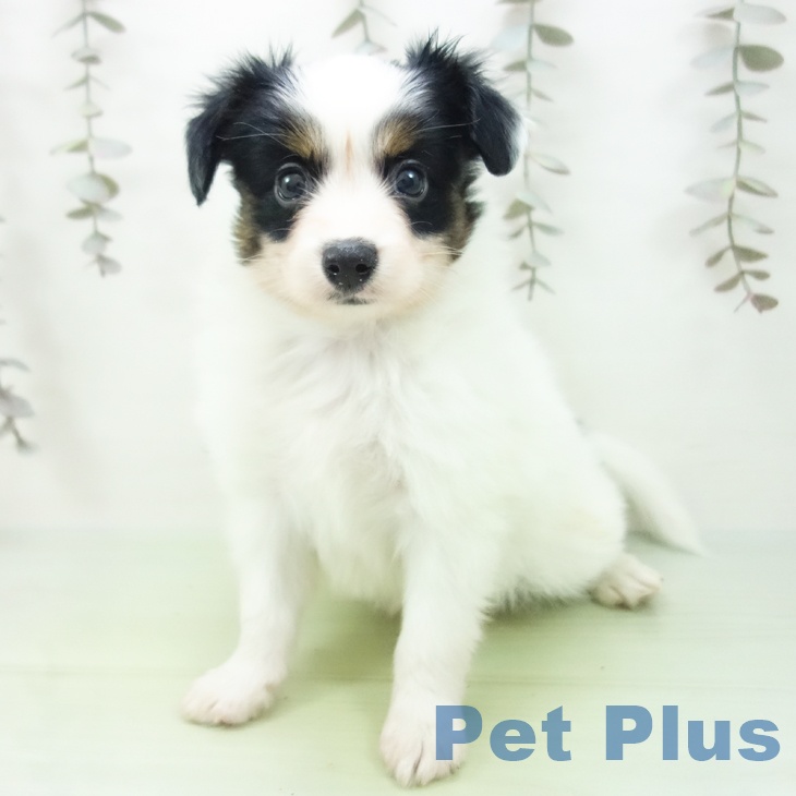 埼玉県のパピヨン (ペットプラス 羽生店/2025年9月25日生まれ/男の子/トライカラー)の子犬の2枚目の画像