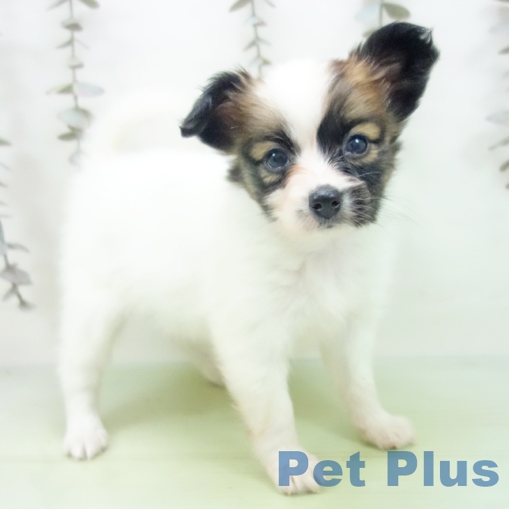 埼玉県のパピヨン (ペットプラス ららぽーと富士見店/2025年9月25日生まれ/女の子/ホワイトブラウン)の子犬の1枚目の画像