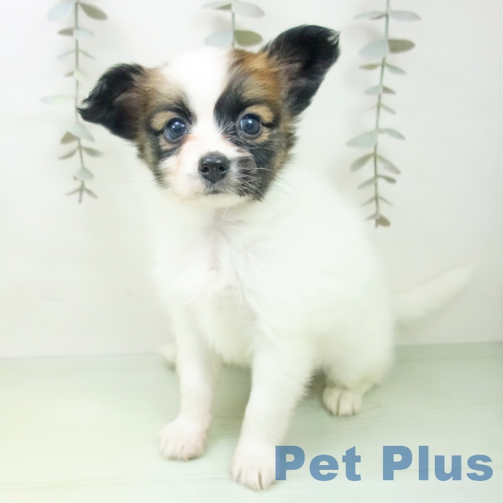 埼玉県のパピヨン (ペットプラス ららぽーと富士見店/2025年9月25日生まれ/女の子/ホワイトブラウン)の子犬の2枚目の画像