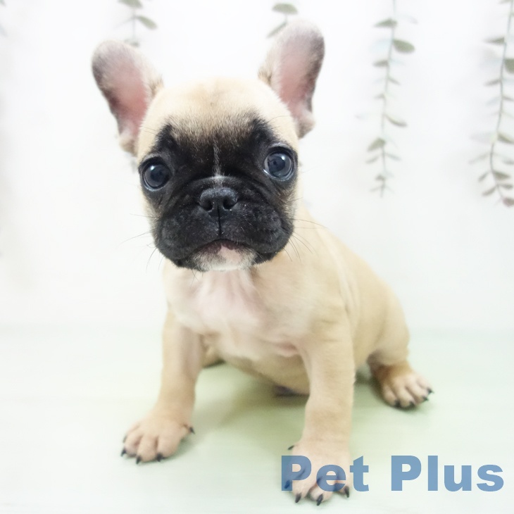 山形県のフレンチブルドッグ (ペットプラス 天童店/2025年9月19日生まれ/男の子/フォーン)の子犬