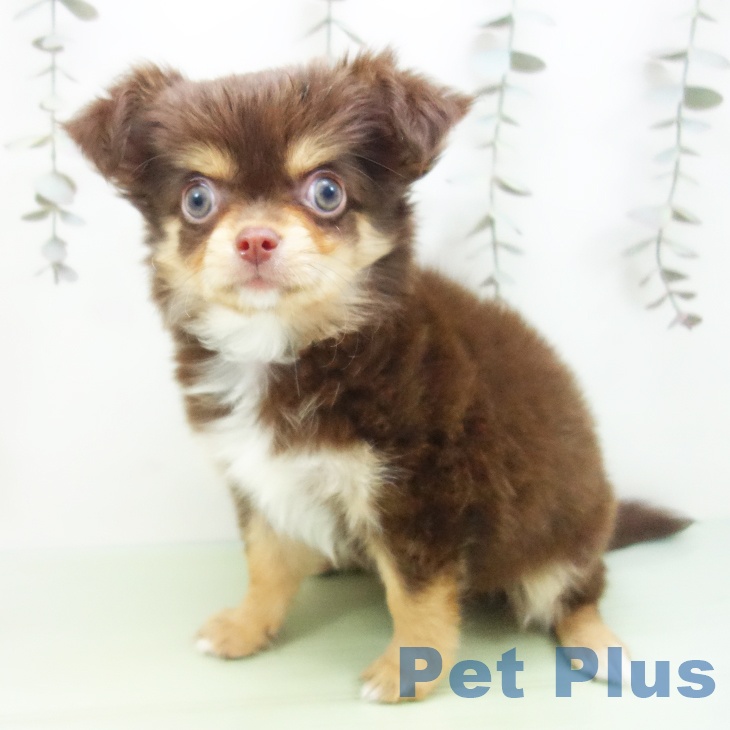 愛知県のチワワ(ロング) (ペットプラス イオンモール豊川店/2025年9月24日生まれ/女の子/チョコレートタン)の子犬の1枚目の画像
