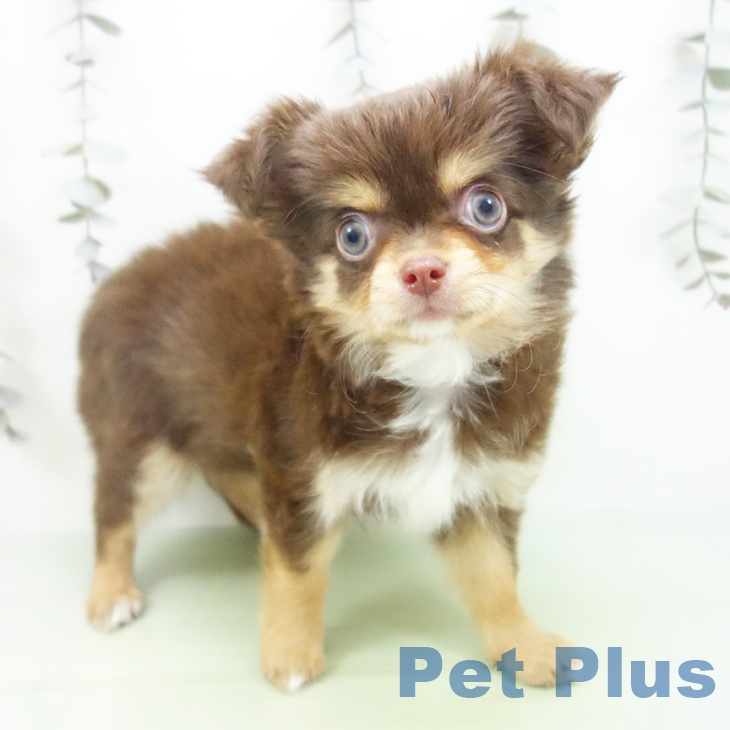 愛知県のチワワ(ロング) (ペットプラス イオンモール豊川店/2025年9月24日生まれ/女の子/チョコレートタン)の子犬の2枚目の画像
