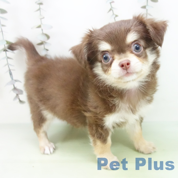 三重県のチワワ(ロング) (ペットプラス 鈴鹿店/2025年9月24日生まれ/女の子/チョコレートタン)の子犬の1枚目の画像