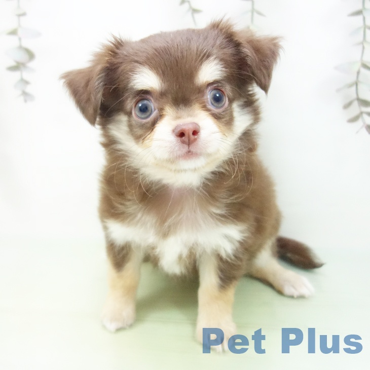 三重県のチワワ(ロング) (ペットプラス 鈴鹿店/2025年9月24日生まれ/女の子/チョコレートタン)の子犬の2枚目の画像