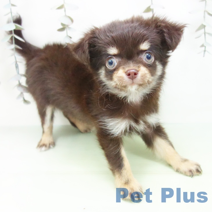 愛知県のチワワ(ロング) (ペットプラス 岡崎店/2025年9月24日生まれ/女の子/チョコレートタン)の子犬