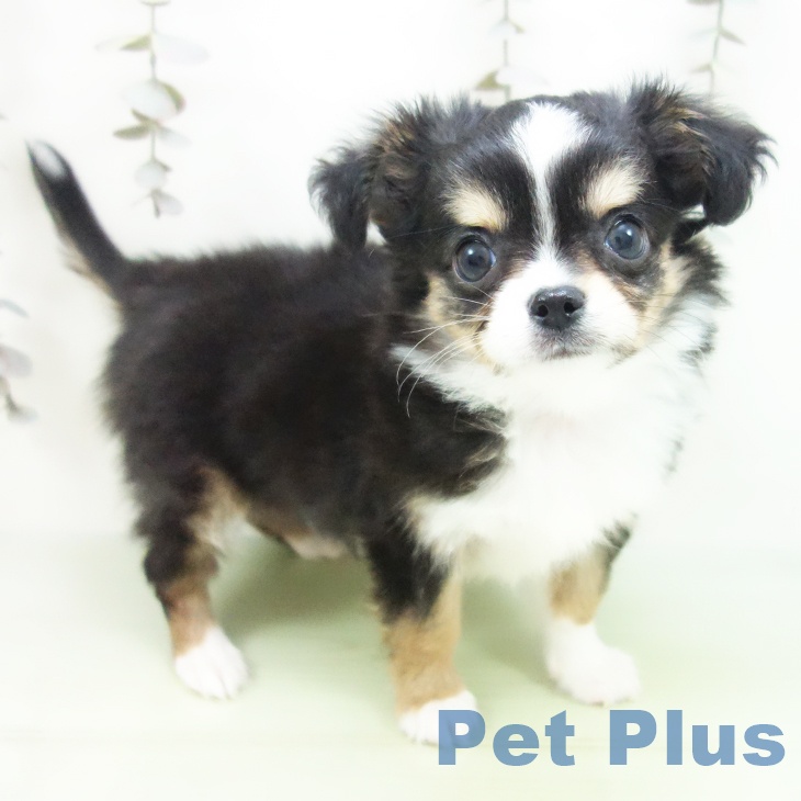 愛知県のチワワ(ロング) (ペットプラス 則武新町店/2025年9月26日生まれ/男の子/ブラックタンホワイト)の子犬
