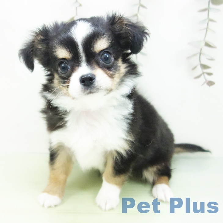 愛知県のチワワ(ロング) (ペットプラス 則武新町店/2025年9月26日生まれ/男の子/ブラックタンホワイト)の子犬の2枚目の画像