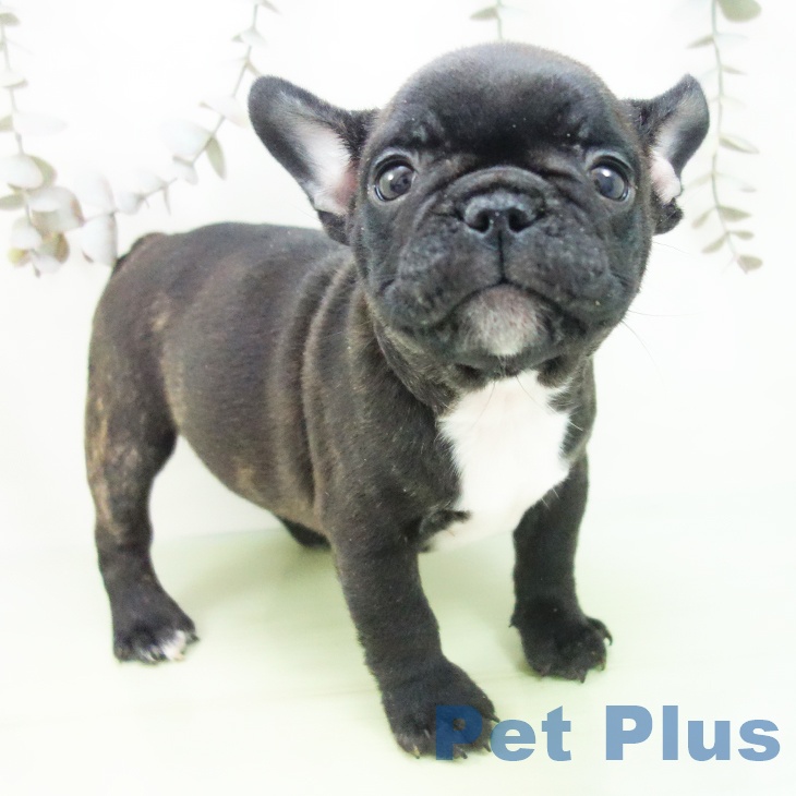宮城県のフレンチブルドッグ (ペットプラス 仙台上杉店/2025年9月19日生まれ/男の子/ブリンドル)の子犬の1枚目の画像