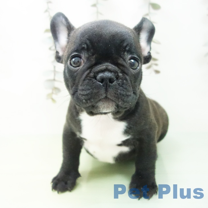 宮城県のフレンチブルドッグ (ペットプラス 仙台上杉店/2025年9月19日生まれ/男の子/ブリンドル)の子犬の2枚目の画像