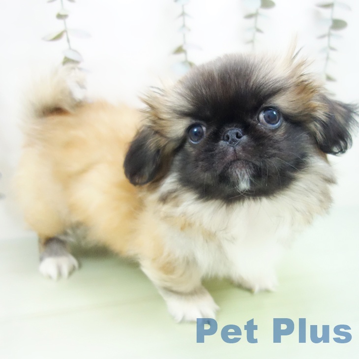 愛知県のペキニーズ (ペットプラス 豊田店/2025年9月15日生まれ/男の子/フォーン)の子犬