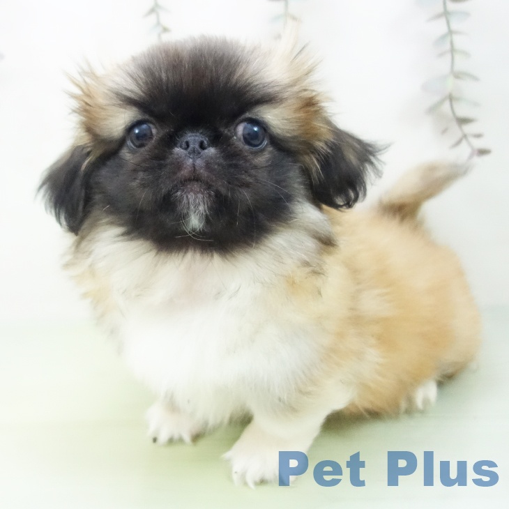 愛知県のペキニーズ (ペットプラス 豊田店/2025年9月15日生まれ/男の子/フォーン)の子犬の2枚目の画像