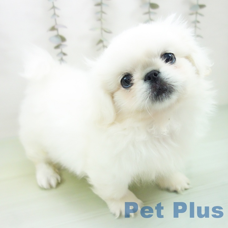 愛知県のペキニーズ (ペットプラス ナゴヤドーム前店/2025年9月15日生まれ/女の子/ホワイト)の子犬