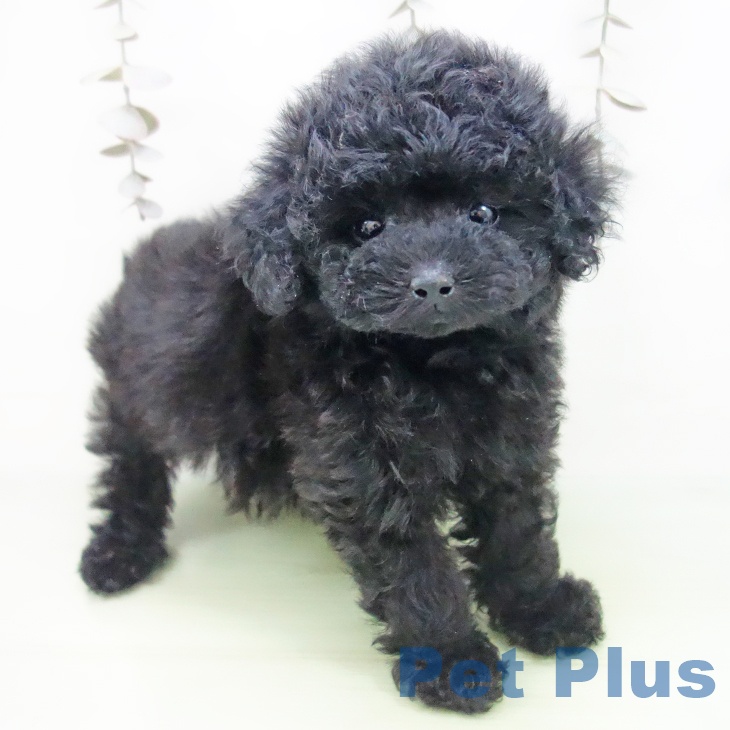 愛知県のトイプードル(トイ) (ペットプラス ナゴヤドーム前店/2025年9月20日生まれ/男の子/ブラック)の子犬