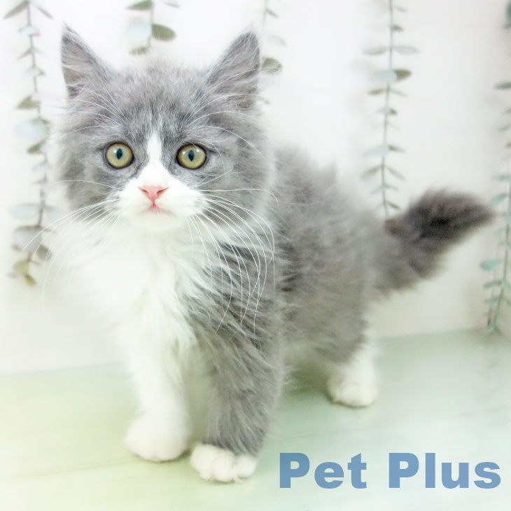 福岡県のスコティッシュフォールド (ペットプラス 黒崎店/2025年9月18日生まれ/男の子/ブルータビーホワイト)の子猫の1枚目の画像