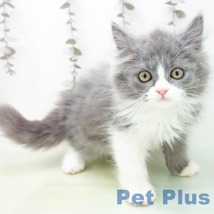 福岡県のスコティッシュフォールド (ペットプラス 黒崎店/2025年9月18日生まれ/男の子/ブルータビーホワイト)の子猫の2枚目の画像