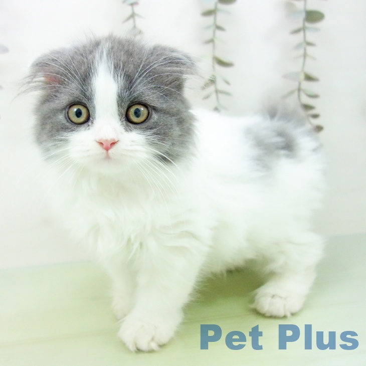 スコティッシュフォールド